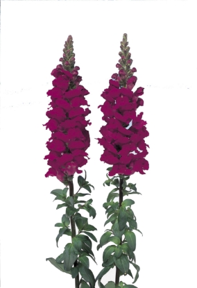Picture of Antirrhinum - Admiral Crimson F1